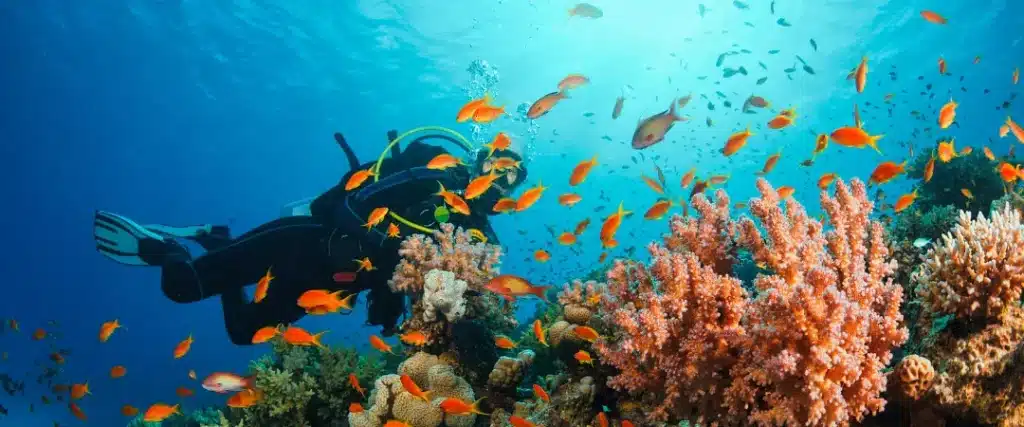 location voiture reunion